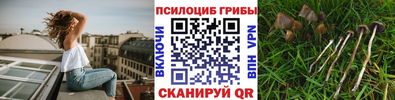 где найти наркотики  Петров Вал  Галлюциногенные грибы мицелий 